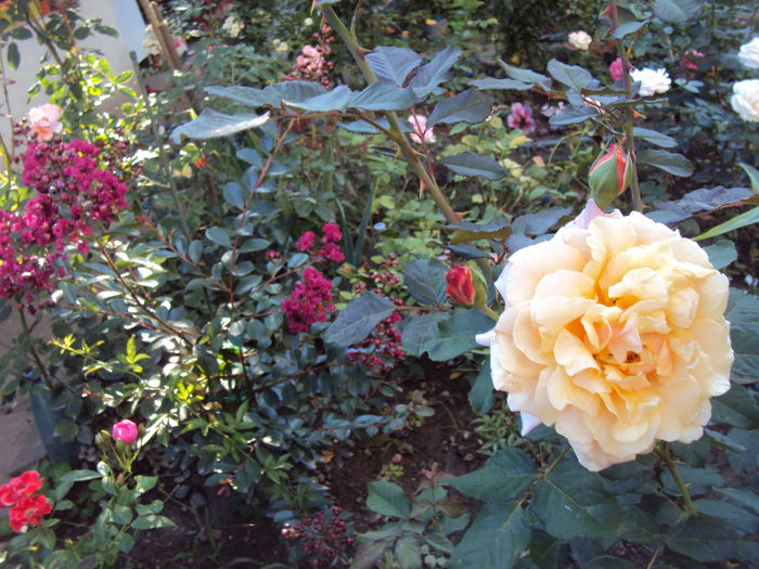DSC02203 - Lagerstroemia indica