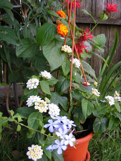 DSCF0143 - Vara 2014-2017