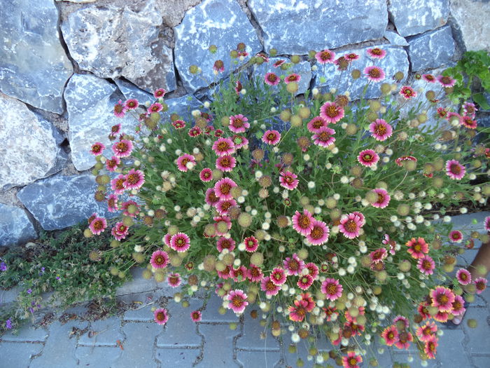 DSC02820 - 2014 TURCIA BODRUM
