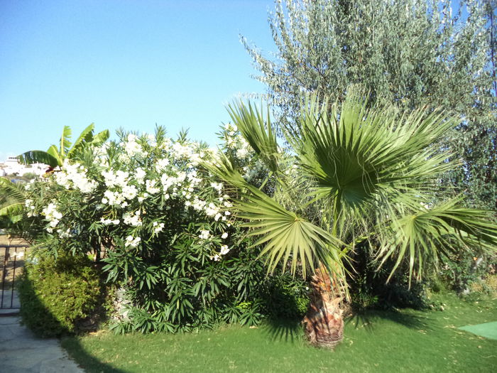 DSC02868 - 2014 TURCIA BODRUM