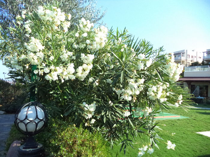 DSC02870 - 2014 TURCIA BODRUM