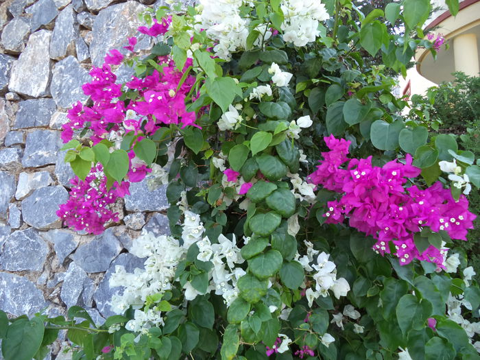 DSC02895 - 2014 TURCIA BODRUM
