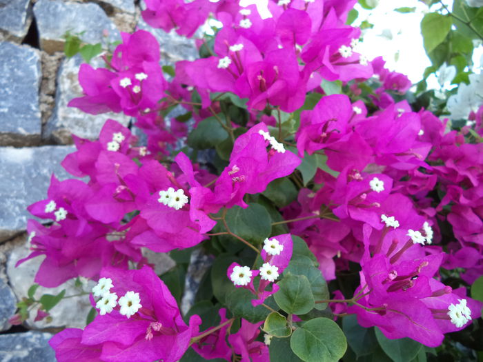 DSC02896 - 2014 TURCIA BODRUM