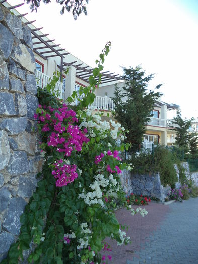 DSC02898 - 2014 TURCIA BODRUM