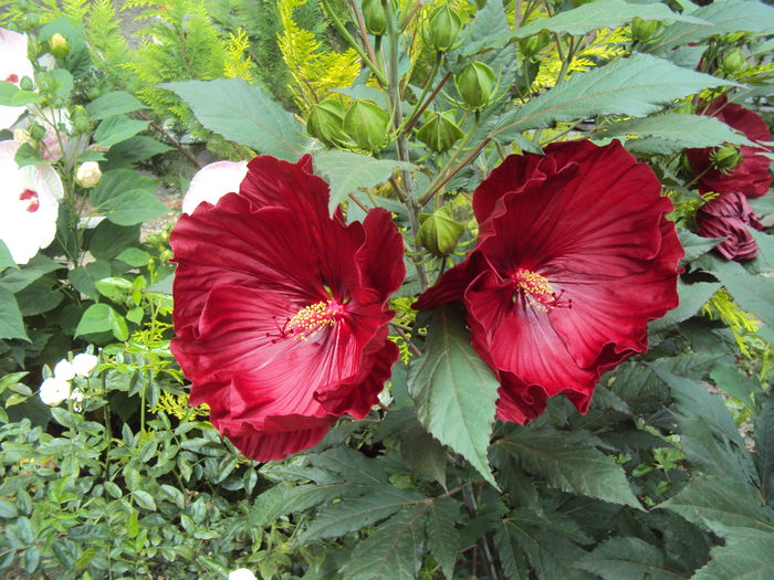 DSC02085 - Hibiscus de gradina