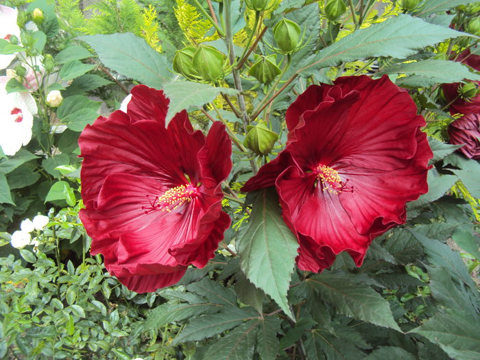 DSC02087 - Hibiscus de gradina