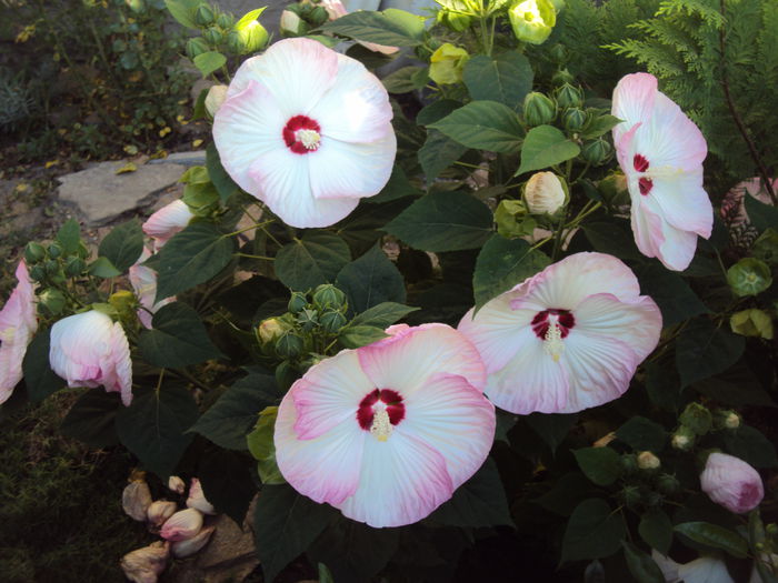 DSC02200 - Hibiscus de gradina