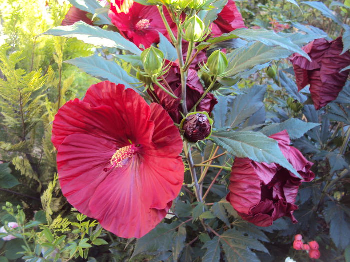 DSC02201 - Hibiscus de gradina