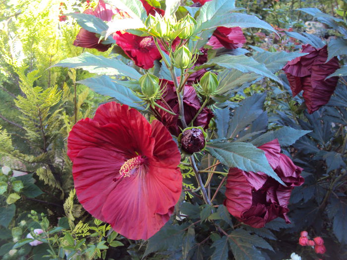 DSC02202 - Hibiscus de gradina