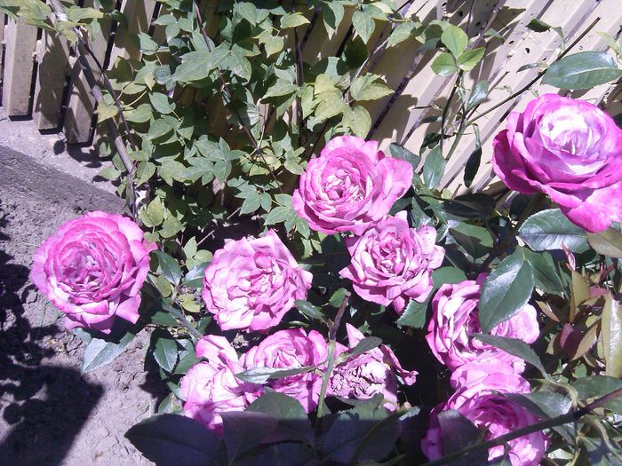 IMG_20140713_141435_721