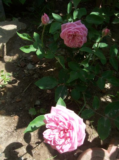 100_7898 - flori