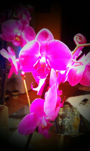 IMAG0294 - Orhidee