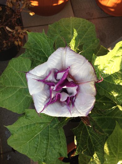 image - datura-brugmansia-nu mai am