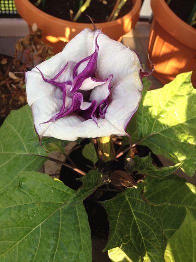 image - datura-brugmansia-nu mai am