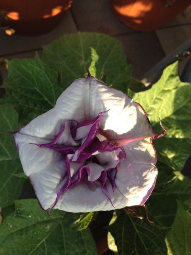 image - datura-brugmansia-nu mai am