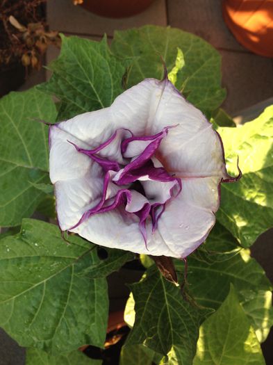 image - datura-brugmansia-nu mai am