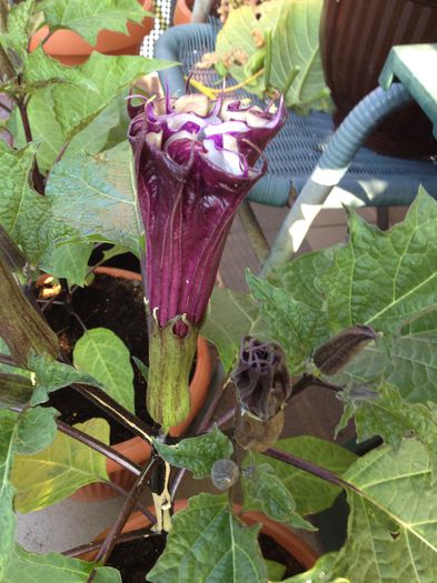 image - datura-brugmansia-nu mai am