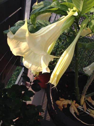 image - datura-brugmansia-nu mai am