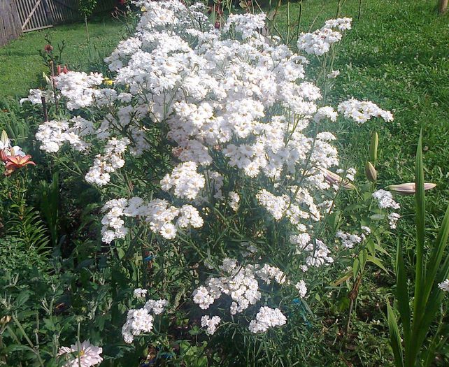 Flooarea miresei; Achillea ptarmica ‘Double Diamond’
