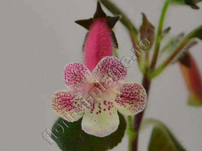 Kohleria Rut