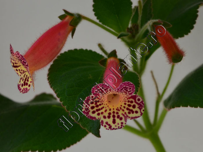 Kohleria Yfs Emma