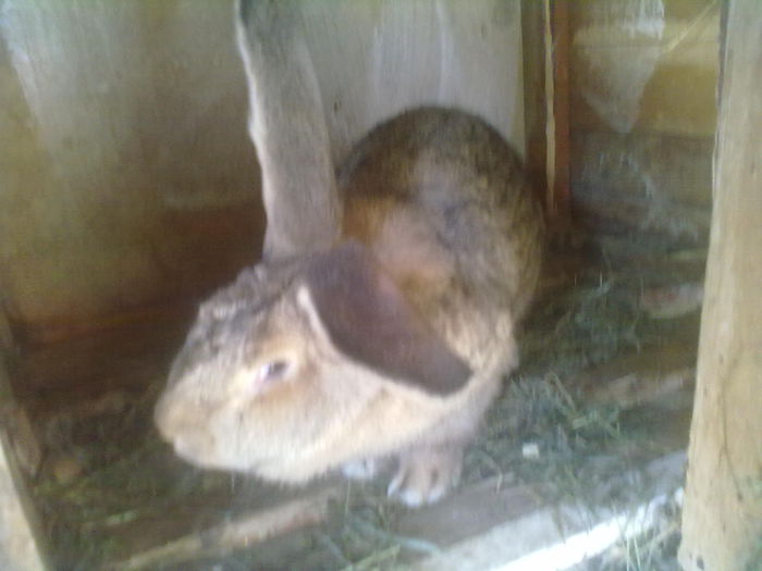 urias belgian - F UGG