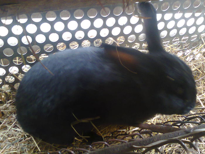 Fotografie0239 - iepuri de carne si de rasa