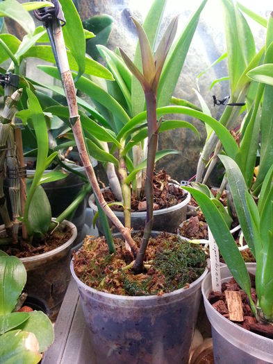 20140813_133114; epi rene! :)
