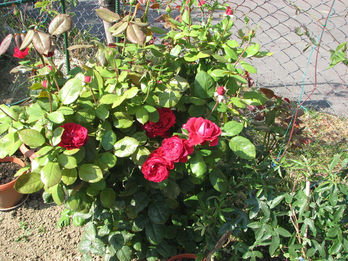 IMG_3866 - Alain Souchon 2014