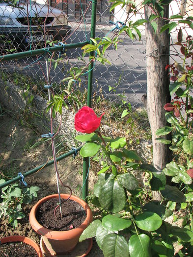 IMG_3867 - Alain Souchon 2014