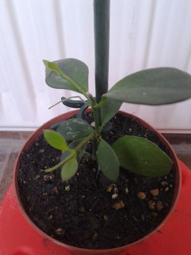 h. colina - Hoya - colectie