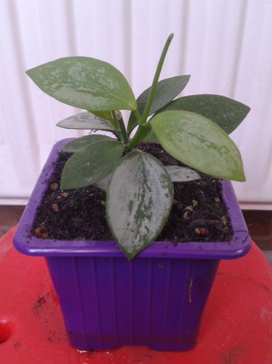 hoya biakensis