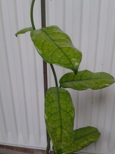 h. globulosa