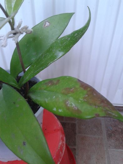 hoya royal purple hawaiian