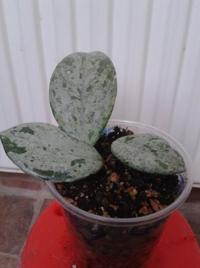 h. carnosa grey ghost