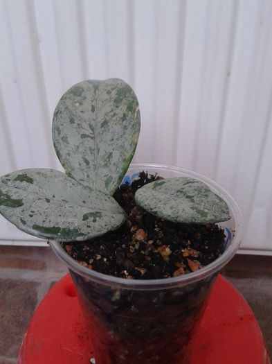 h. carnosa grey ghost