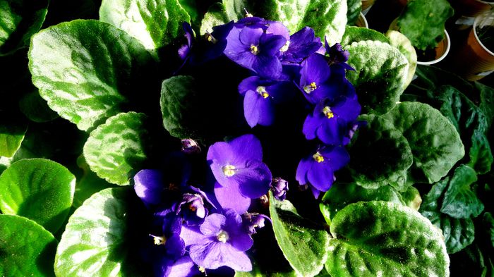 violeta albastru - Violete inflorite