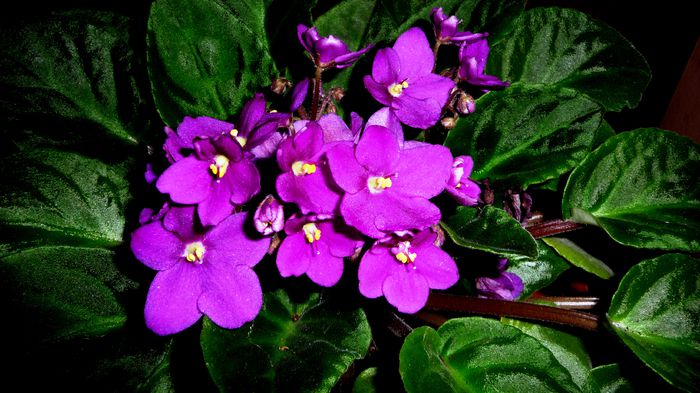 violeta mov 1 - Violete inflorite