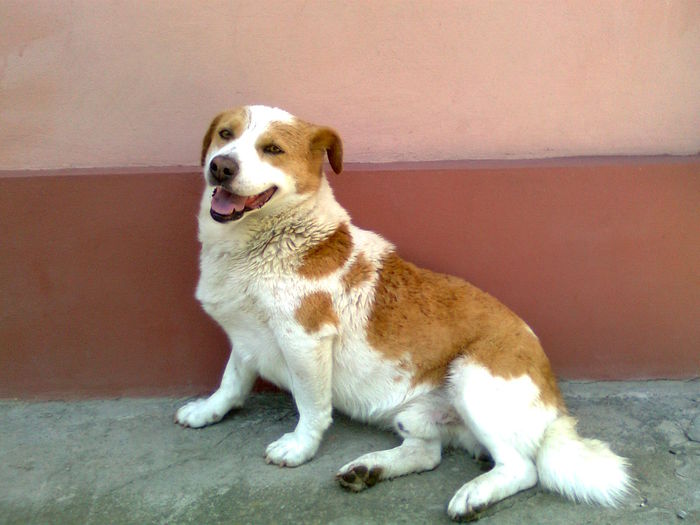 CANICULA ASTA :)))