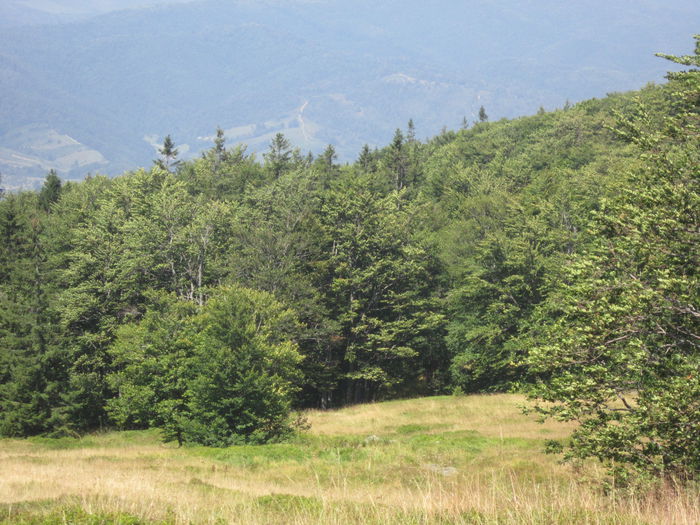 IMG_2931 - PARCUL NATIONAL SEMENIC-CHEILE CARASULUI