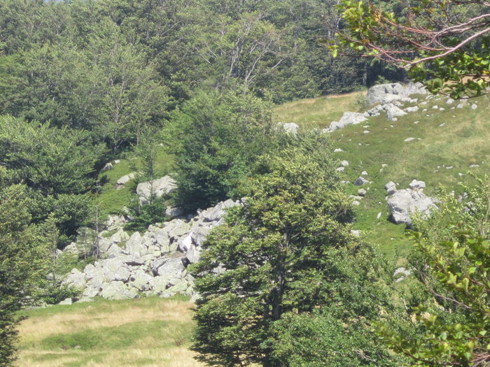 IMG_2932 - PARCUL NATIONAL SEMENIC-CHEILE CARASULUI