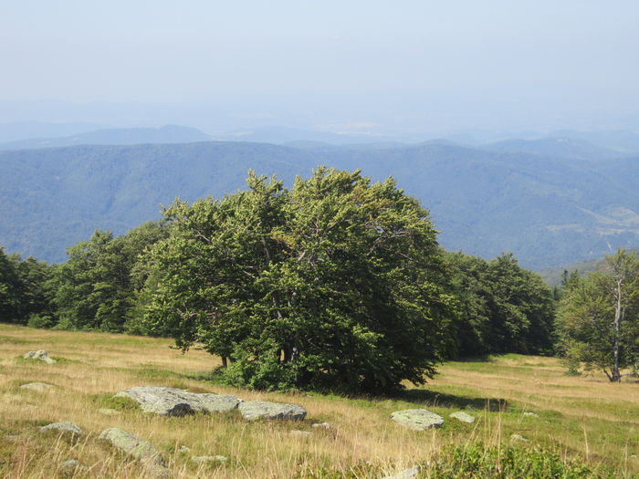 IMG_2936 - PARCUL NATIONAL SEMENIC-CHEILE CARASULUI