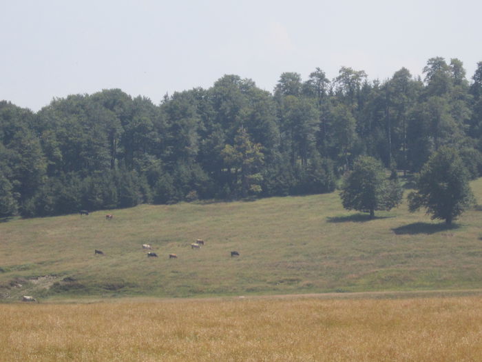 IMG_2946 - PARCUL NATIONAL SEMENIC-CHEILE CARASULUI