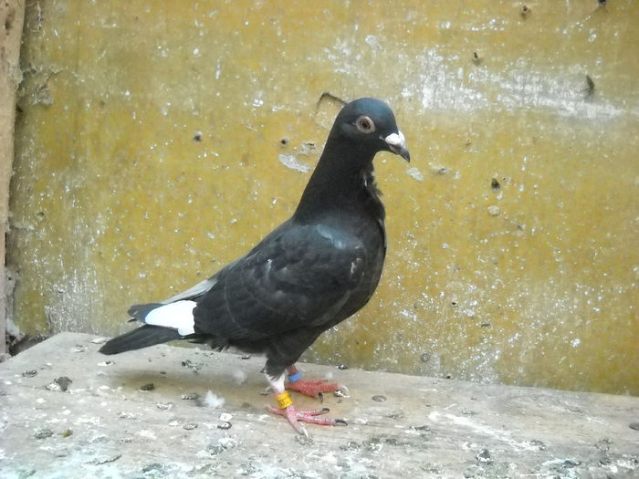 Vandut