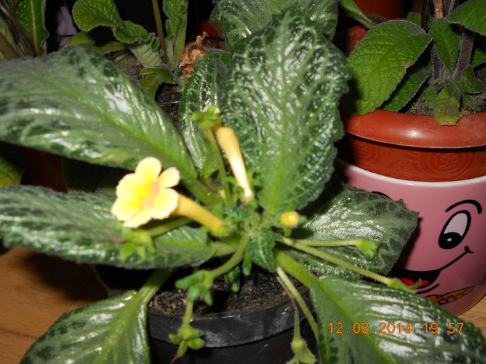 017 - EPISCIA 2014