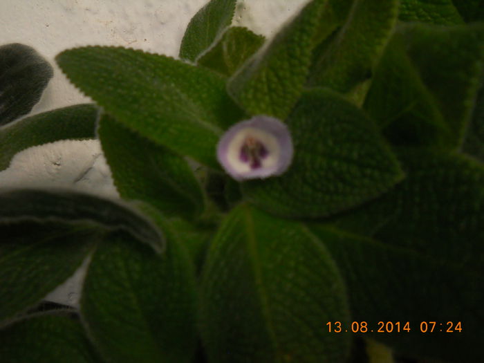 Liliacinda viridis - EPISCIA 2014