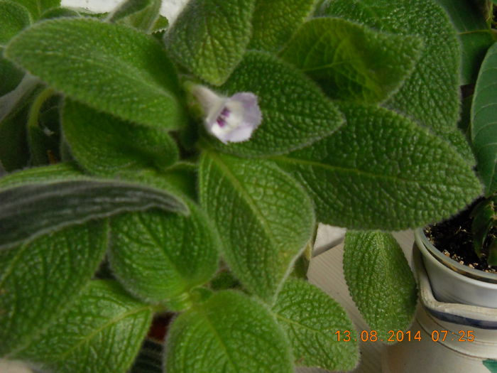 036 - EPISCIA 2014