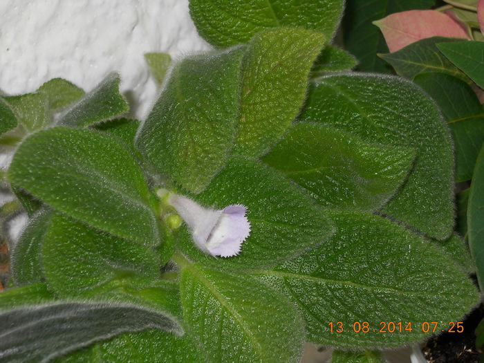 037 - EPISCIA 2014