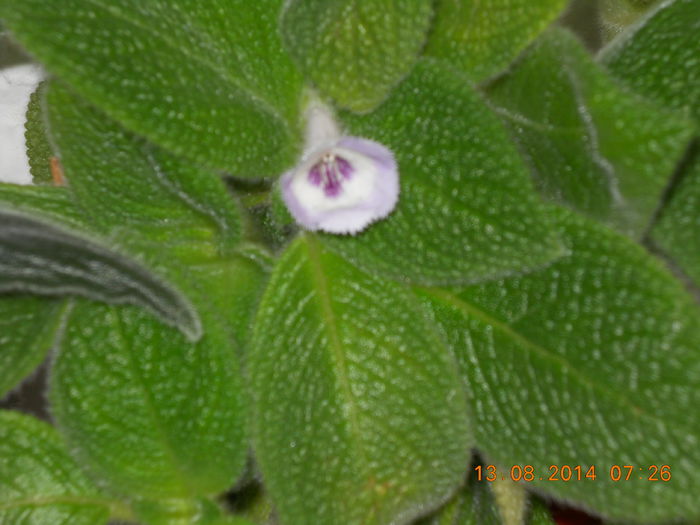 038 - EPISCIA 2014