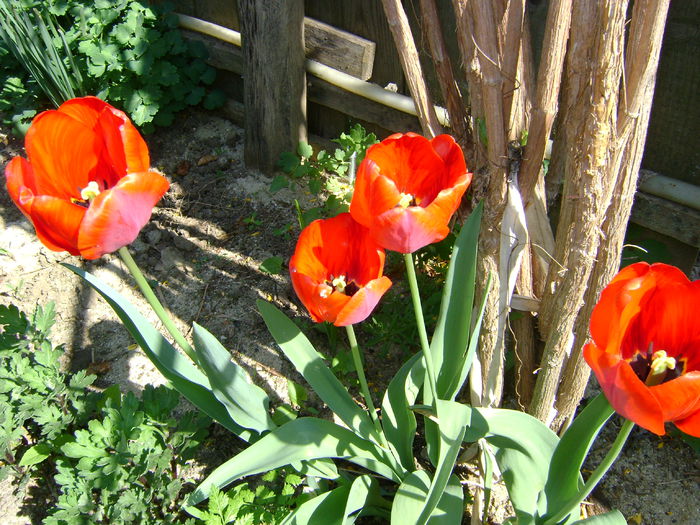 DSC01135